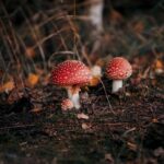 Collecting Watches for Investment: Building Your Timepiece Portfolio