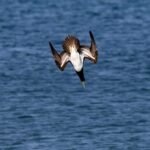 Black Bay 58 vs Rolex Submariner: Dive Watch Showdown!