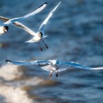 Are Baltic Watches a Good Investment? Exploring Independent Horology 17 Are Baltic Watches a Good Investment? Exploring Independent Horology