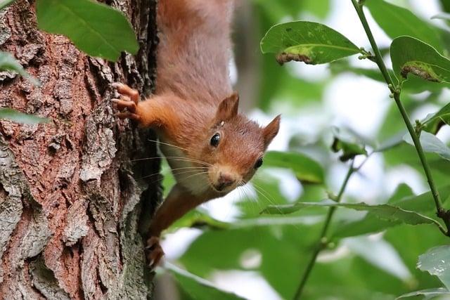 Calibrating and Setting an Automatic Watch