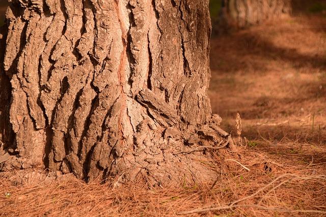 5. Reliable Heritage Brands: Unveiling the Epitome of Mechanical Watchmaking