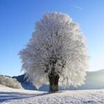 EO1 Swiss Made with Horse Watches: Classic Timepieces!